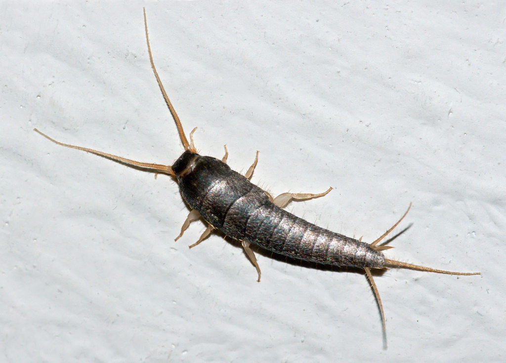 Common Silverfish reference