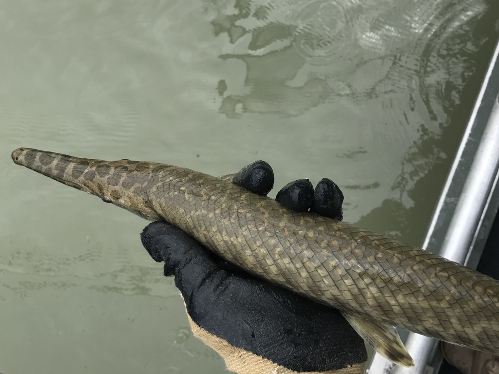 Spotted Gar reference