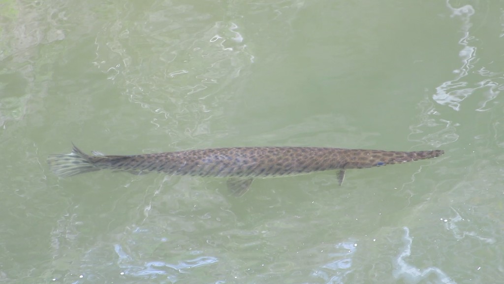 Florida Gar reference