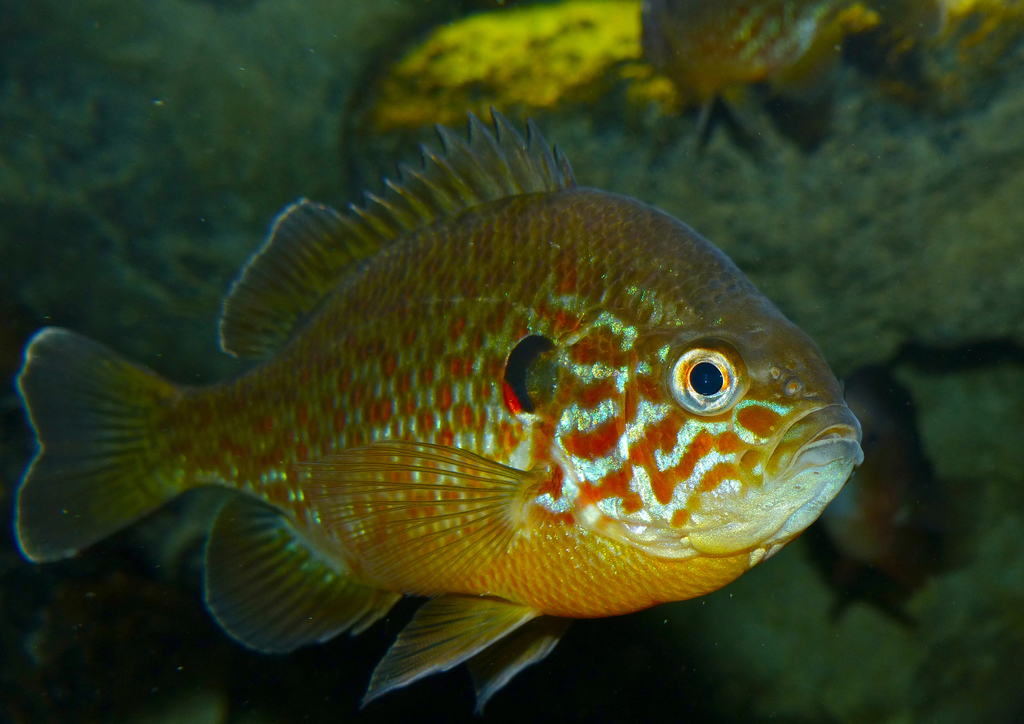 Pumpkinseed reference