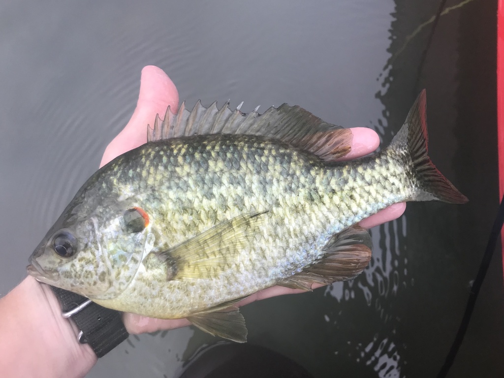 Redear Sunfish reference