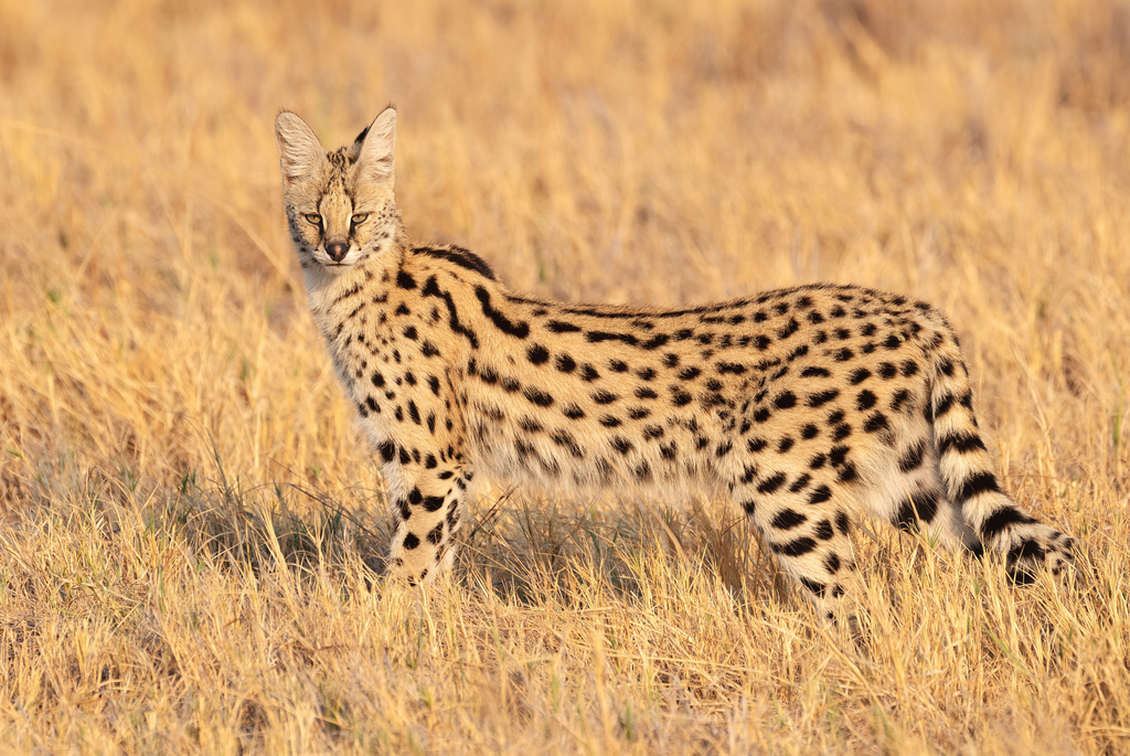 Serval reference