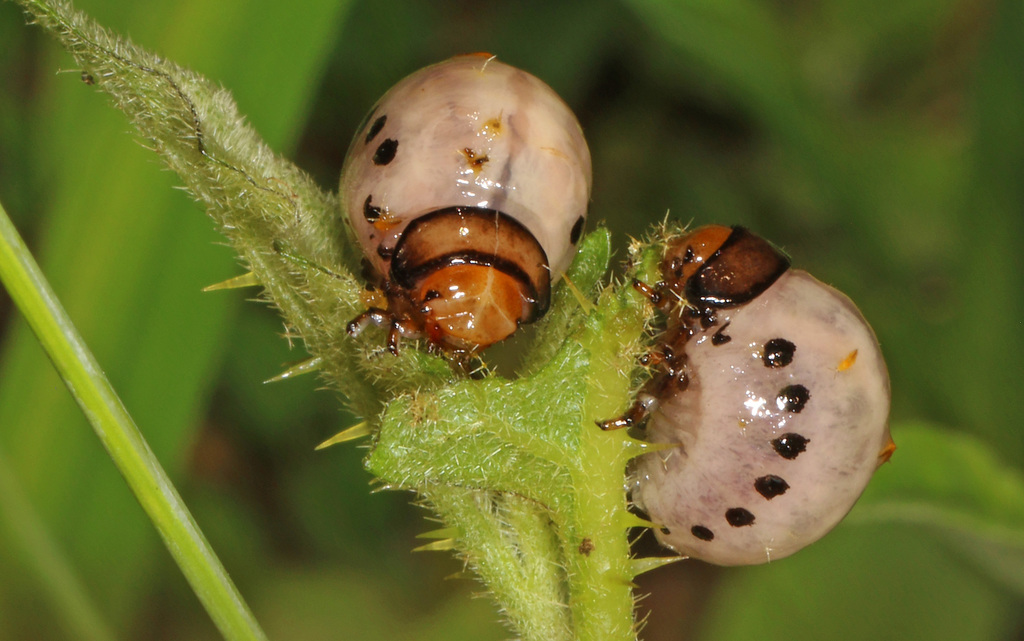 False Potato Beetle reference