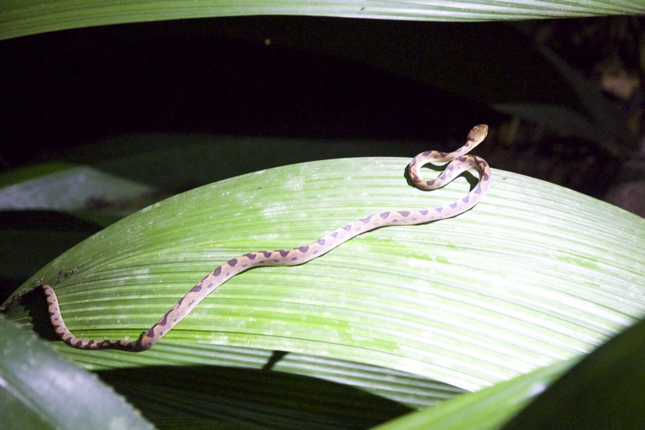 Leptodeira septentrionalis reference