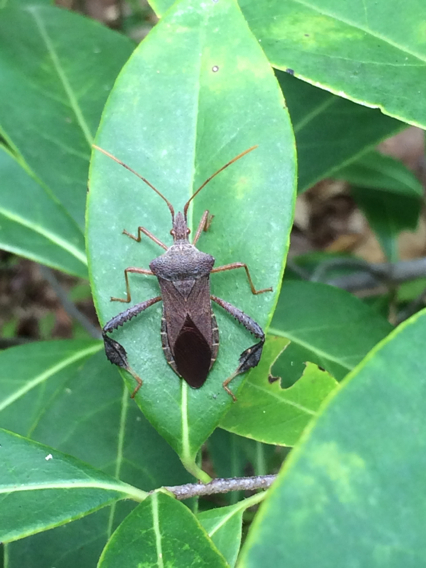 Magnolia Leaf-footed Bug reference