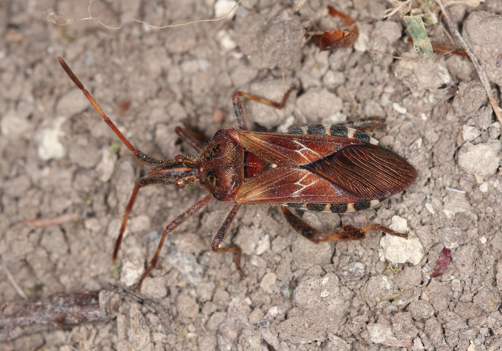 Western Conifer Seed Bug reference