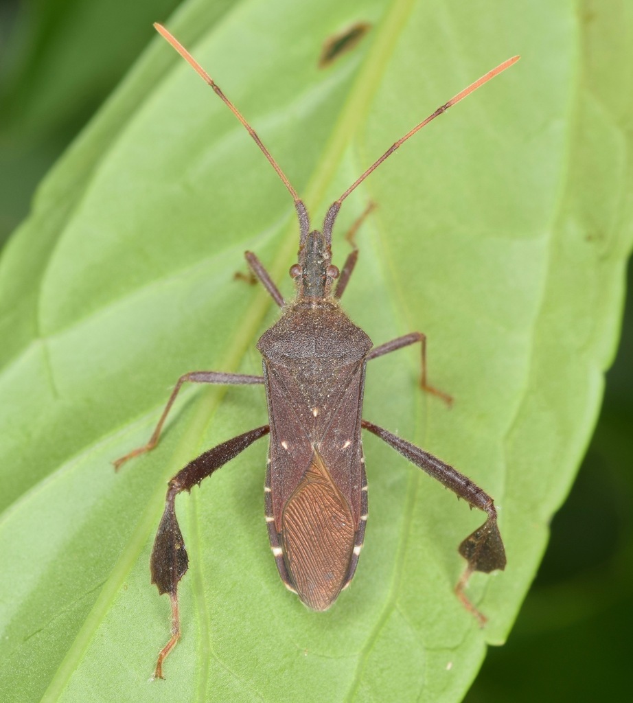 Leptoglossus oppositus reference