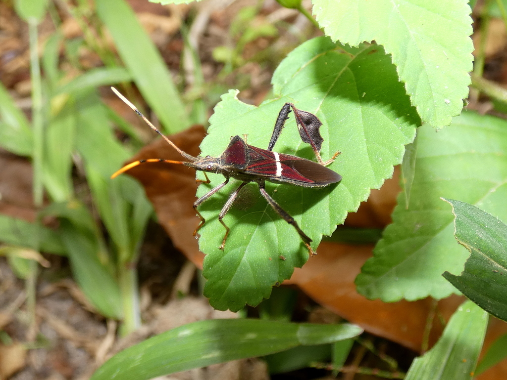 Eastern Leaf-footed Bug reference