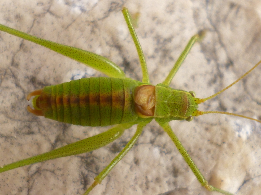 Leptophyes intermedia reference