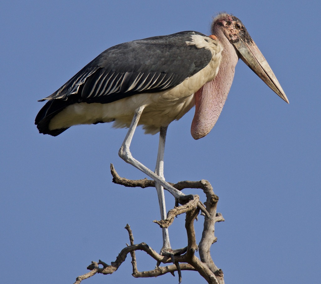 Marabou Stork reference