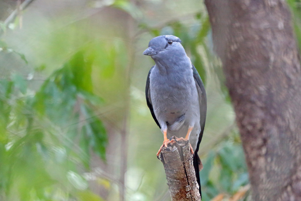 Madagascar Cuckoo-roller reference