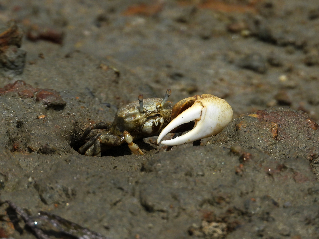Mexican Fiddler Crab reference
