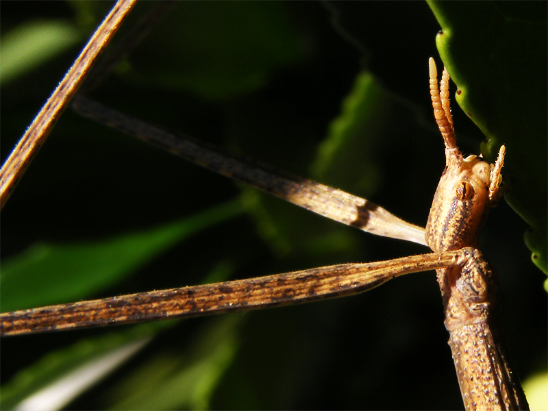 Portuguese Stick Insect reference