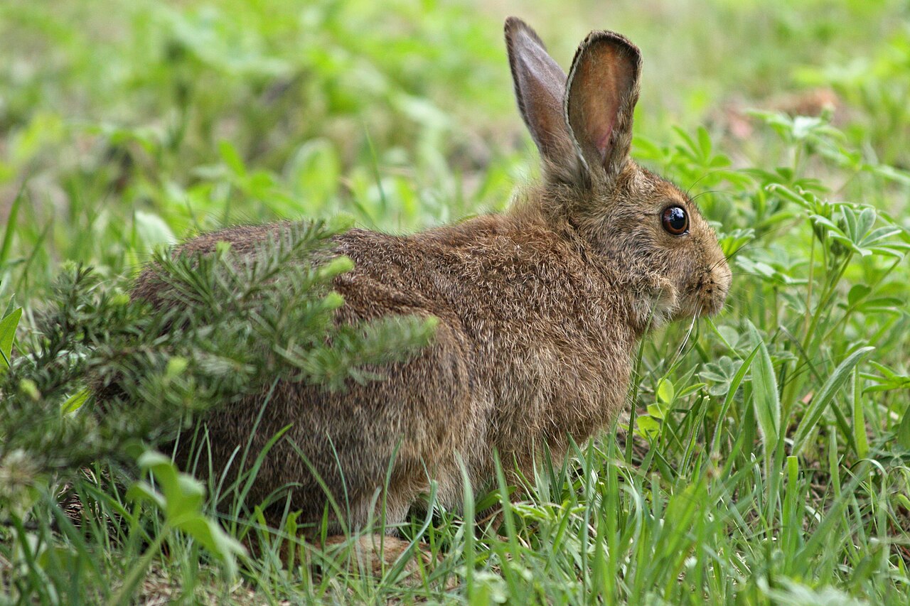 Snowshoe Hare reference