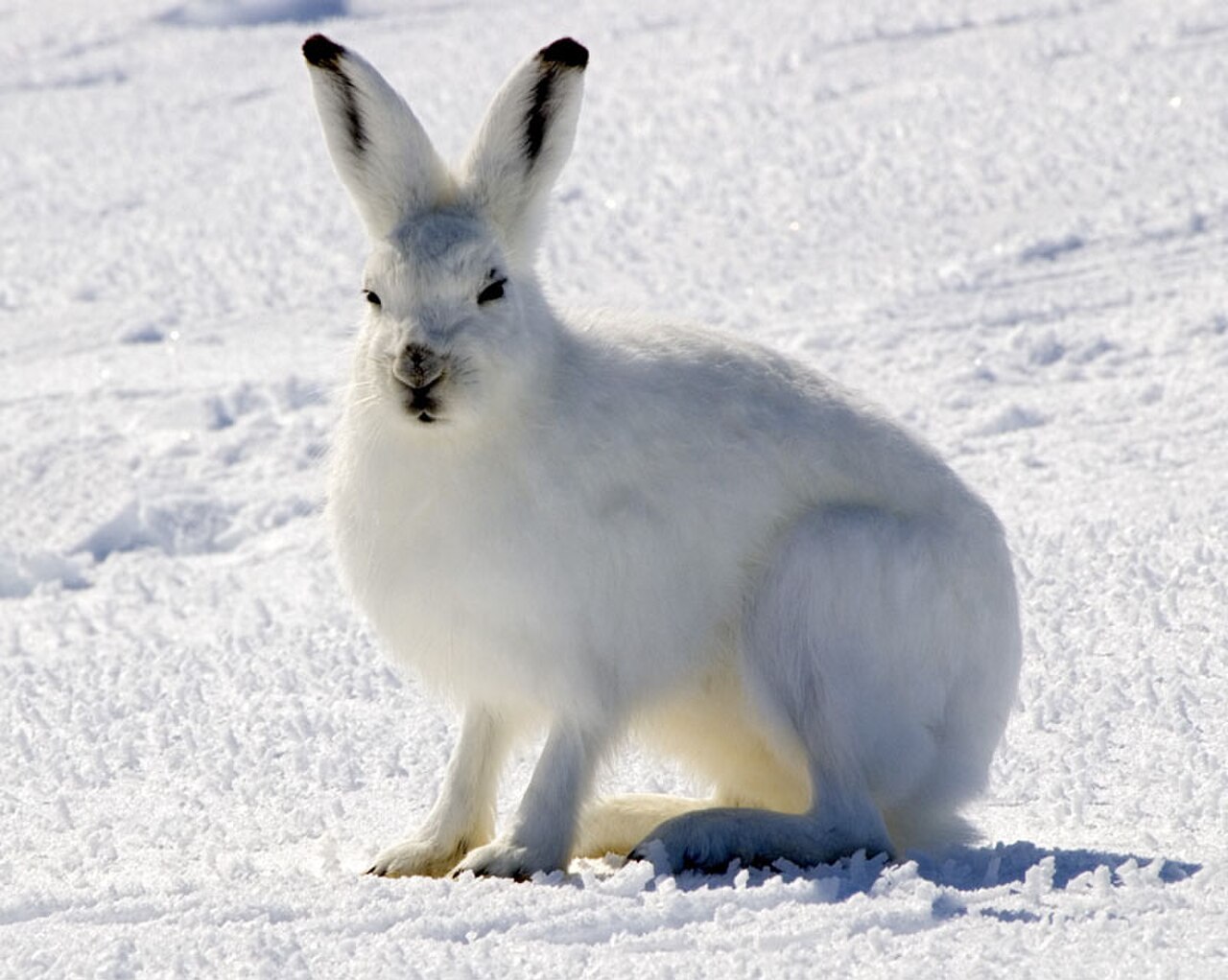 Arctic Hare reference