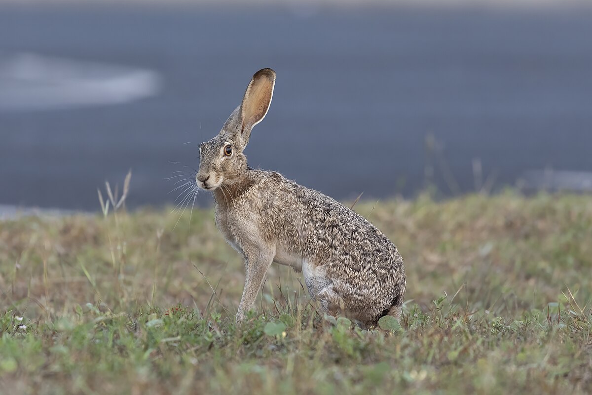 Black-Tailed Jackrabbit reference