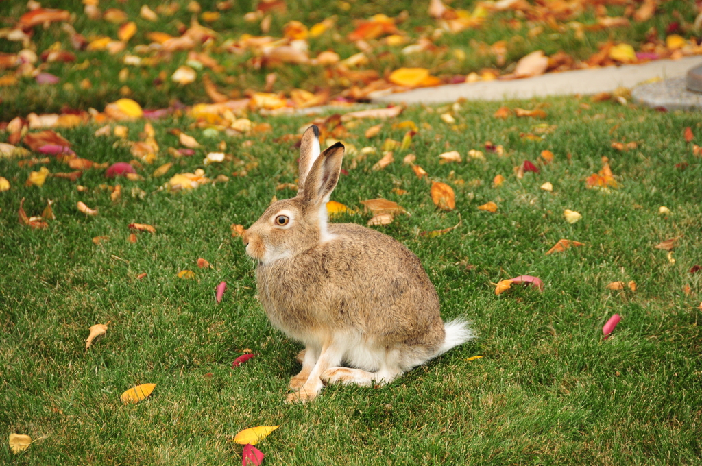 White-tailed Jackrabbit reference