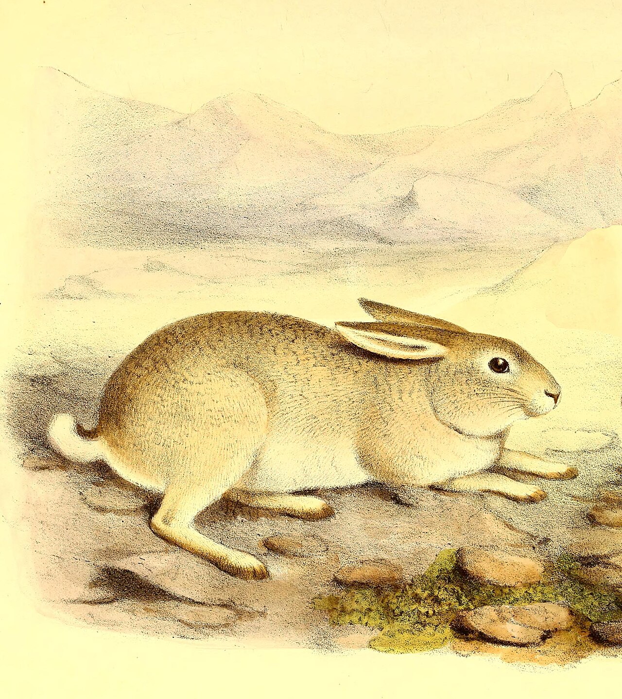 Tarim Hare reference