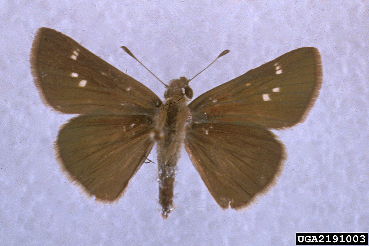 Eufala Skipper reference