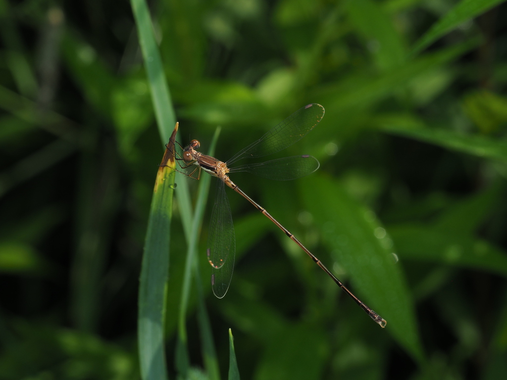 Slender Spreadwing reference