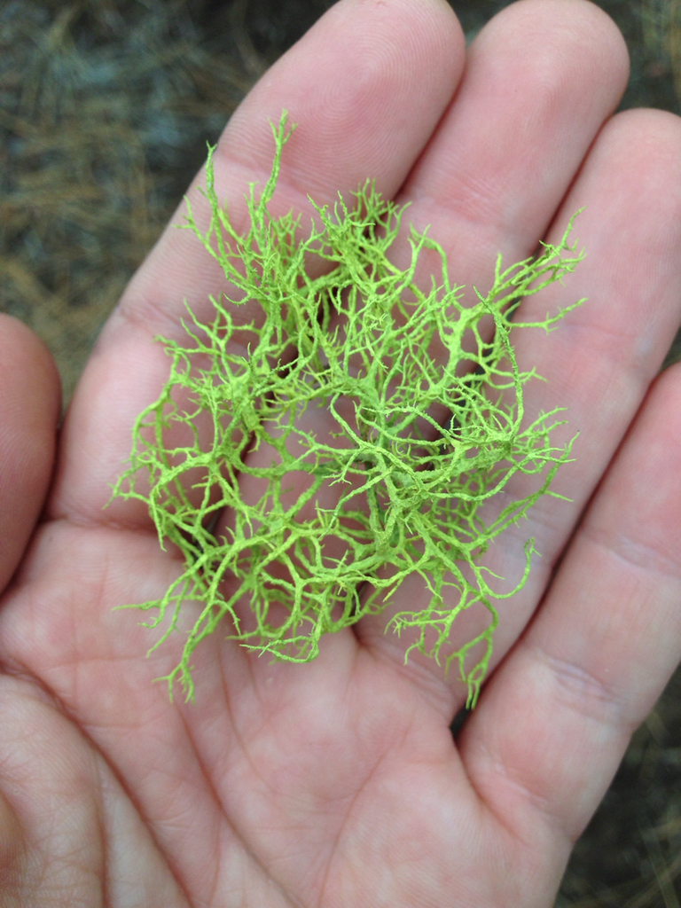 Wolf Lichen reference