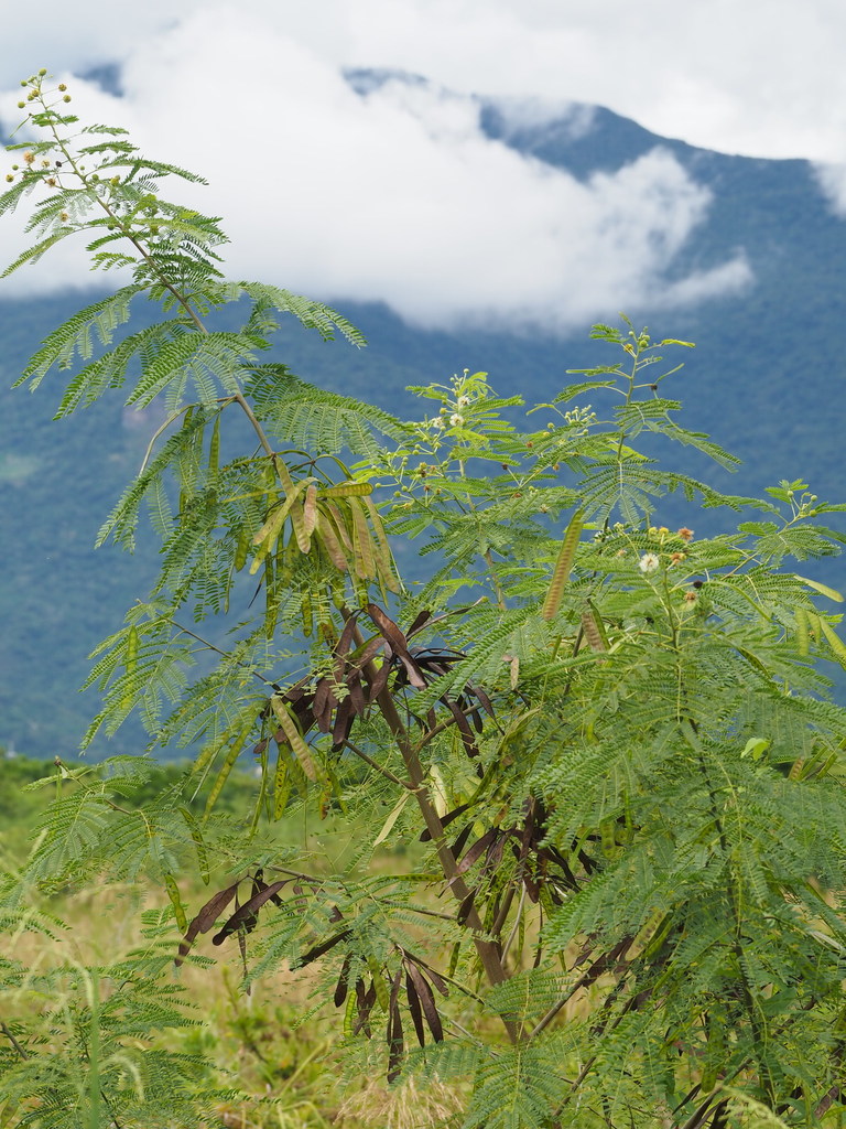 leucaena leucocephala reference