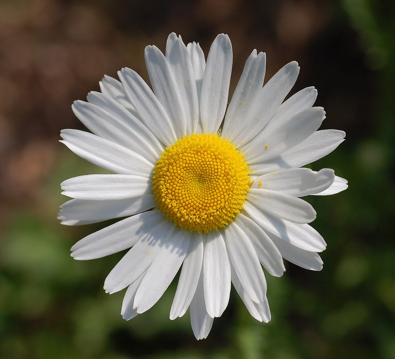 Oxeye Daisy reference