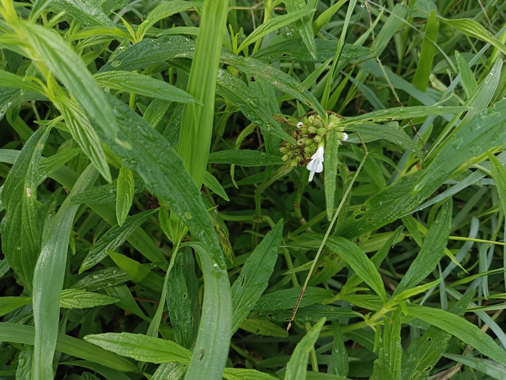 Common Slitwort reference