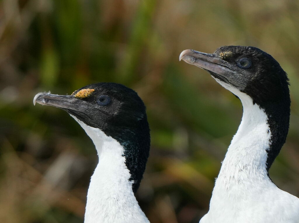 New Zealand King Shag reference
