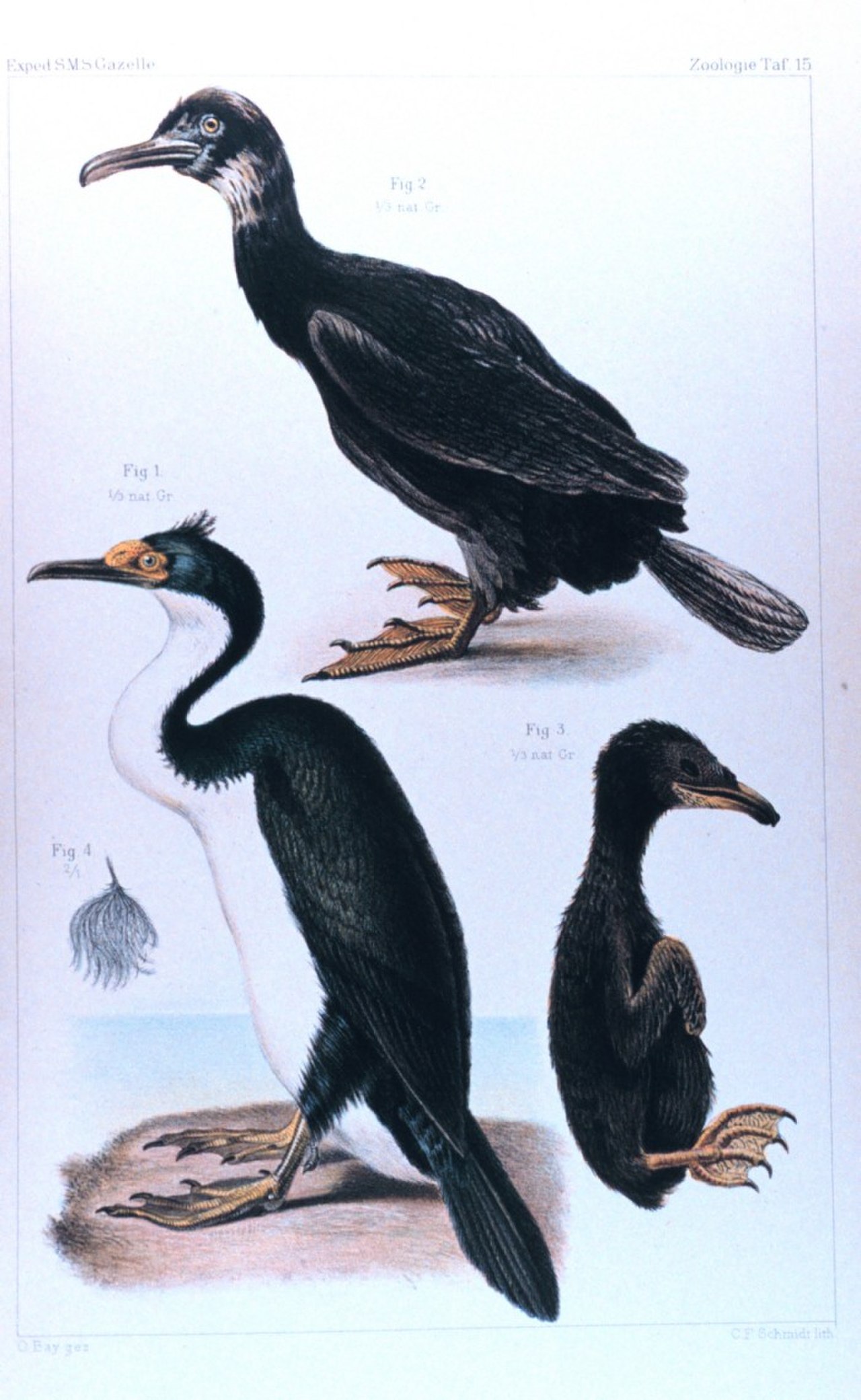 Kerguelen Shag reference