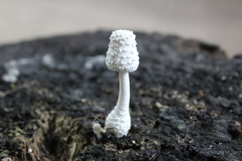 White Chalk Mushroom reference