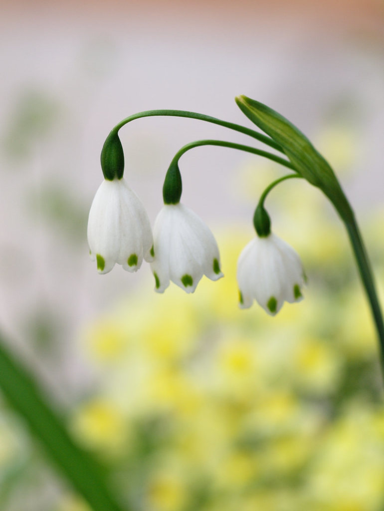Summer snowflake reference