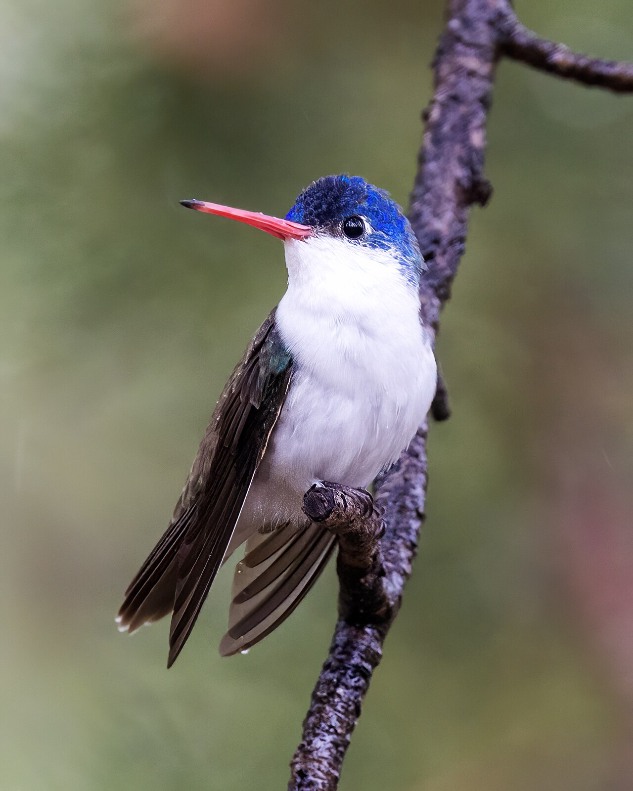 Violet-crowned Hummingbird reference