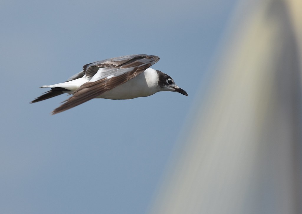 Franklin's Gull reference