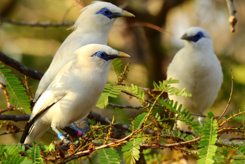 Bali Myna reference