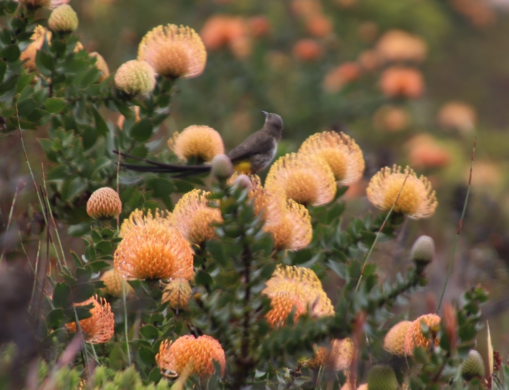 The Pincushion reference