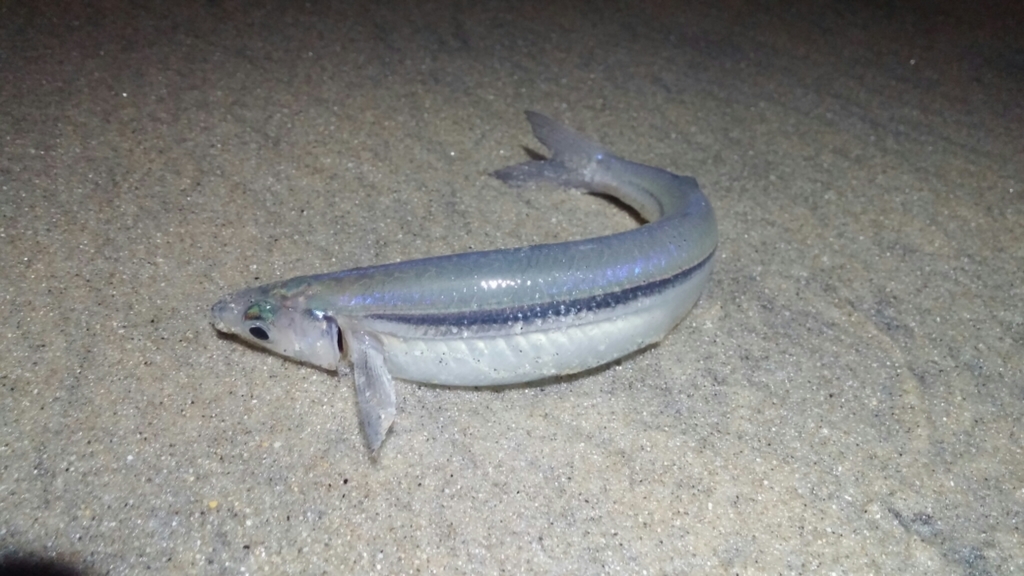 California Grunion reference
