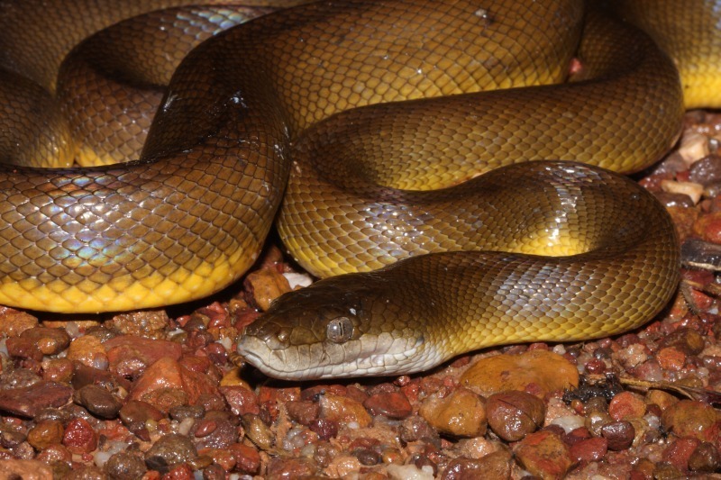 Water Python reference