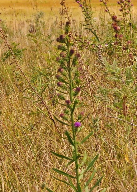 Rocky Mountain blazing star reference