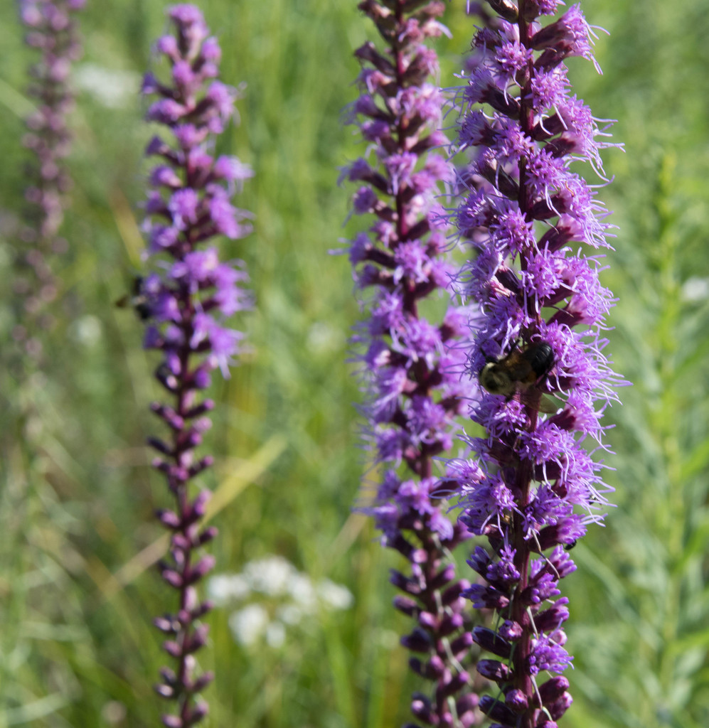 dense blazing star reference
