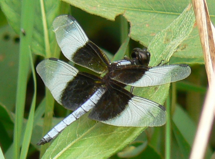 Widow Skimmer reference