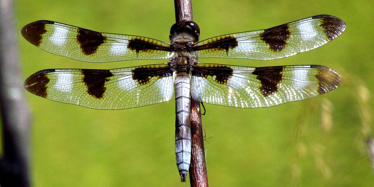 Twelve-spotted Skimmer reference