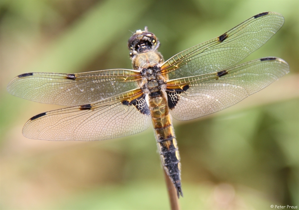 Four-spotted Chaser reference