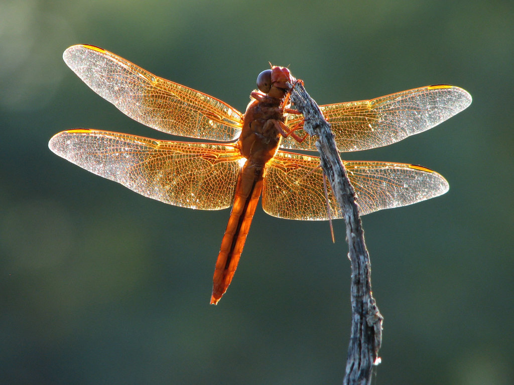 Flame Skimmer reference