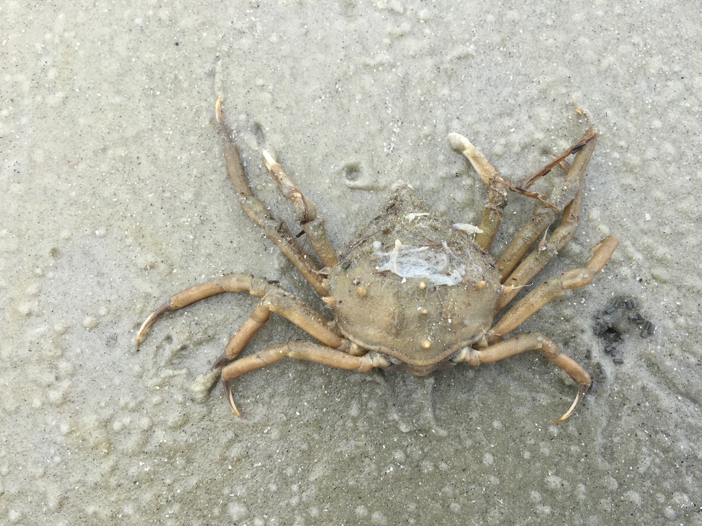 Longnose Spider Crab reference