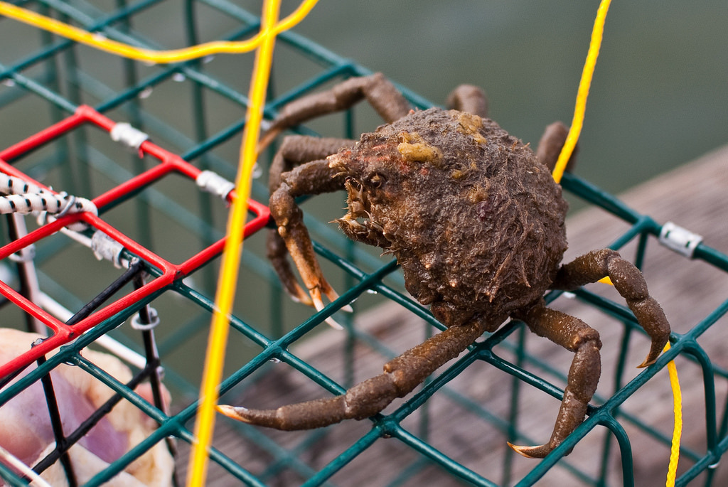 Portly Spider Crab reference