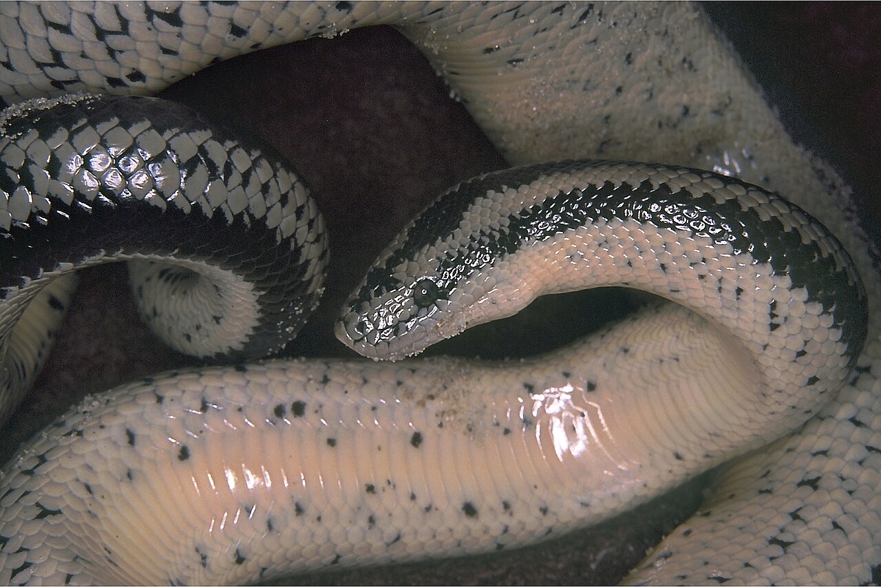 Desert Rosy Boa reference