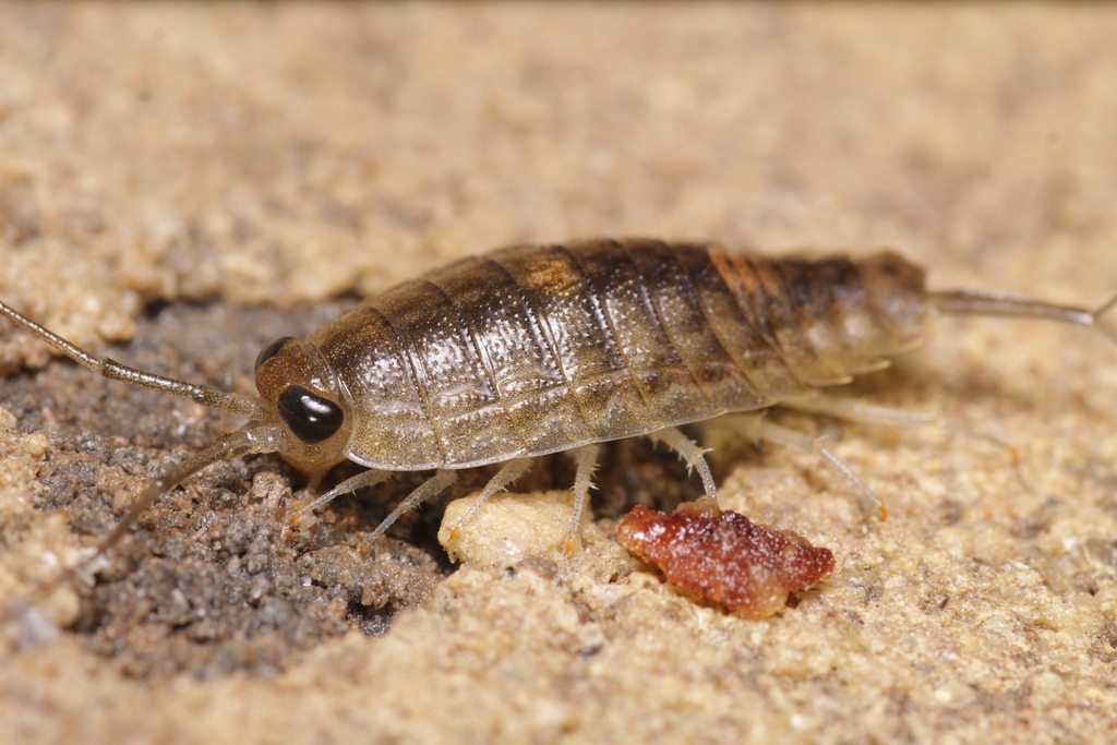 Wharf Louse reference