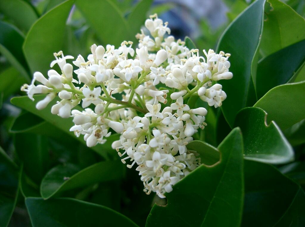 wax-leaf ligustrum reference
