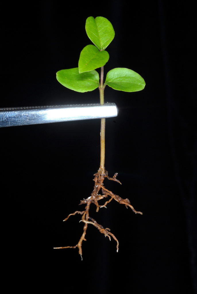 Ligustrum lucidum reference